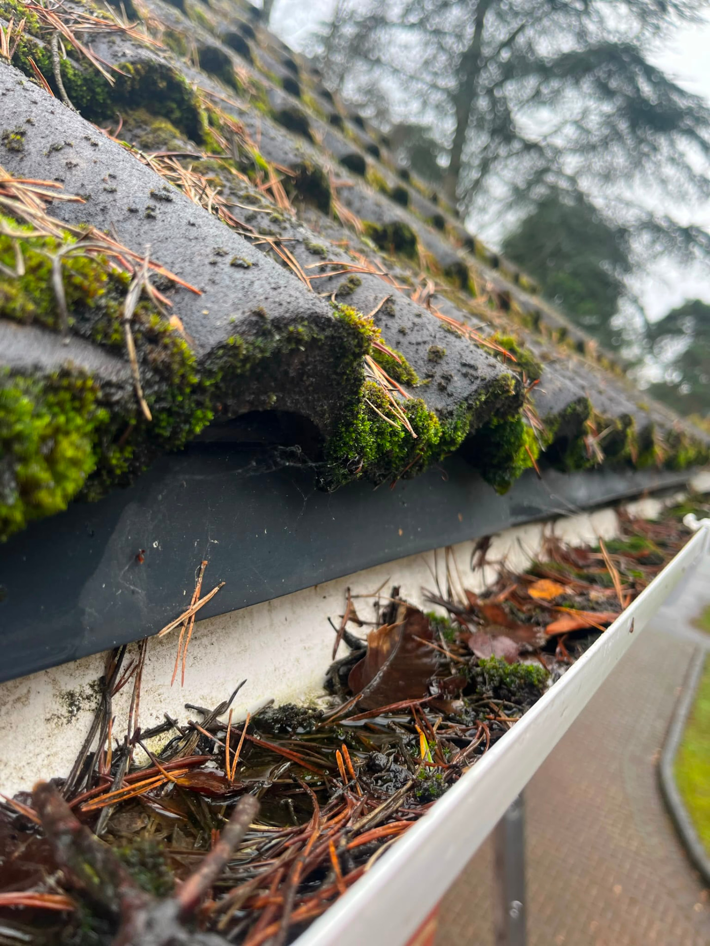Gutter blocked with pine needles, leaves and moss